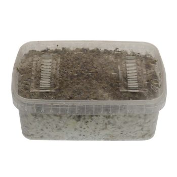 ✅ McSmart Cambodian Paddo Grow Kit (Psilocybe Cambodiescens) 1200cc analyse - Magische Paddo's - Smartific.com