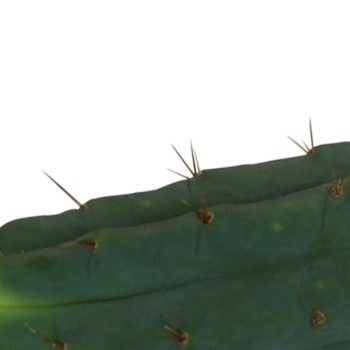 Cutting Bridgesii 25 – 29 cm 2