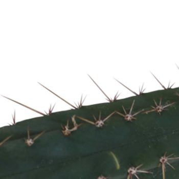 San Pedro cutting Pachanoi 25 – 29 cm 1