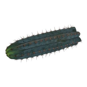 Mescaline Cactussen